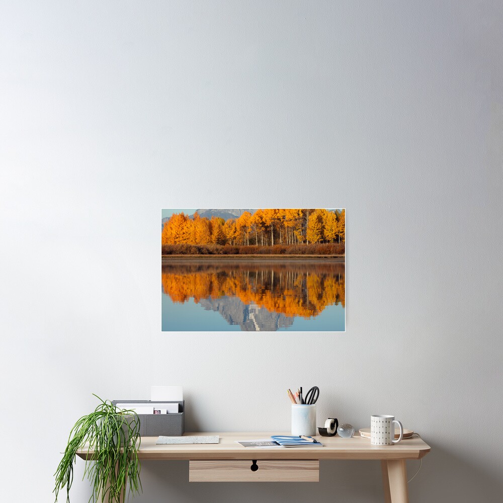 Aspen Grove Aflame At The Oxbow Poster