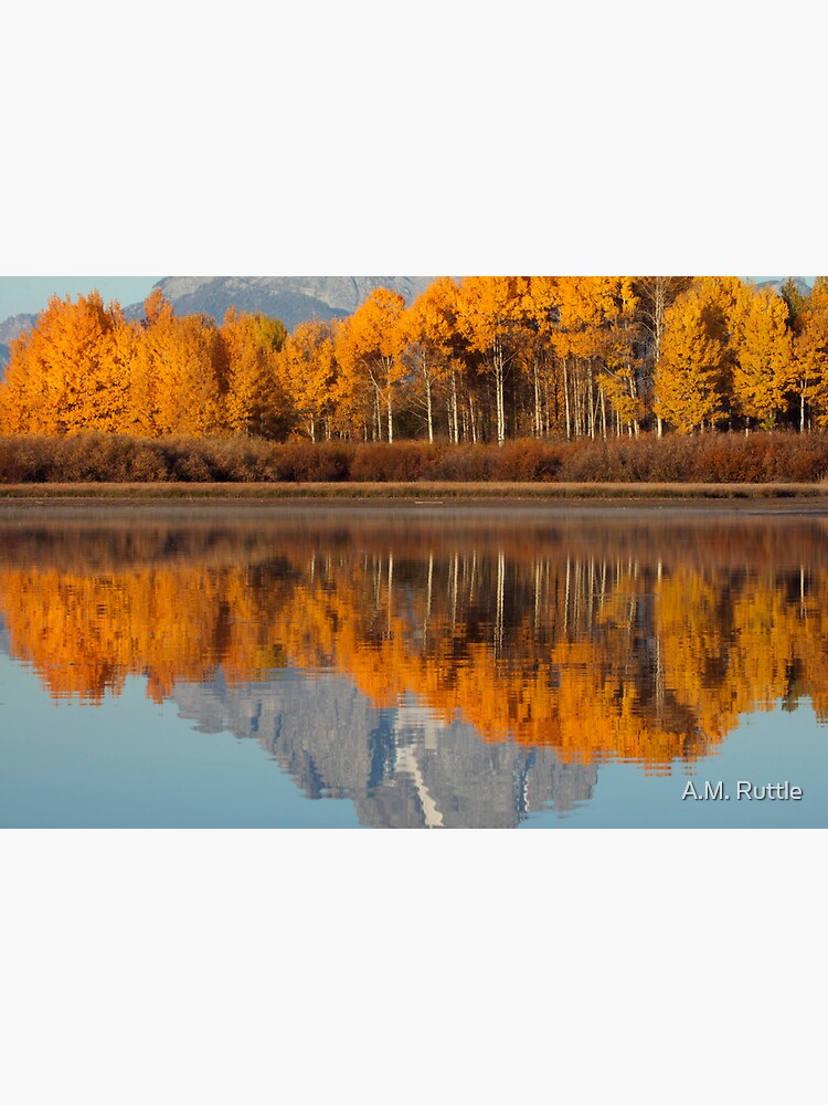 Aspen Grove Aflame At The Oxbow by annruttle