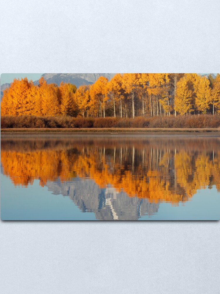 Alternate view of Aspen Grove Aflame At The Oxbow Metal Print