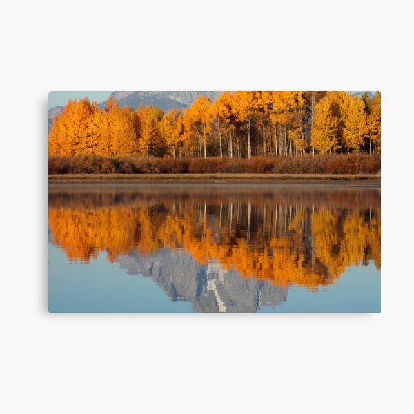 Aspen Grove Aflame At The Oxbow Canvas Print