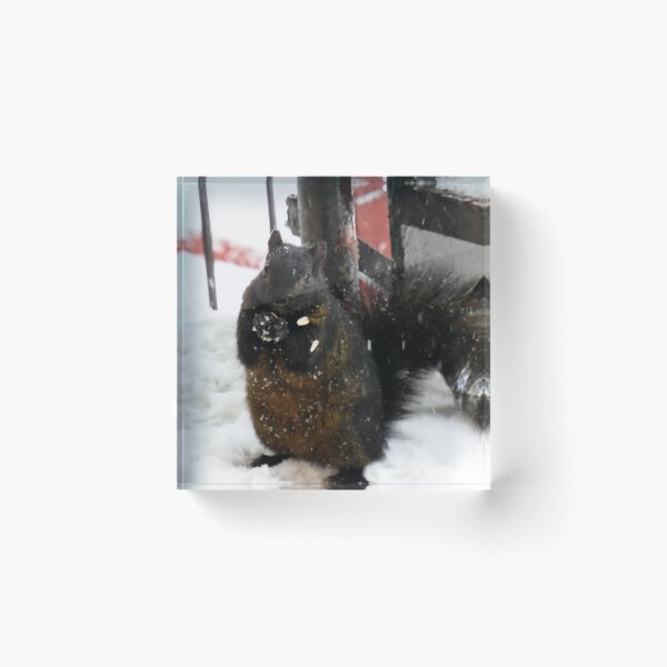 Item preview, Black squirrel begging for food in winter designed and sold by celinebisson.