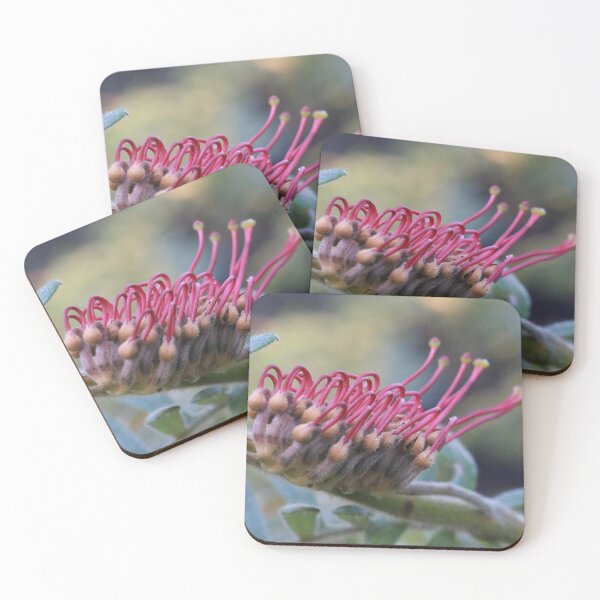Item preview, Grevillea caleyi designed and sold by ausnative.