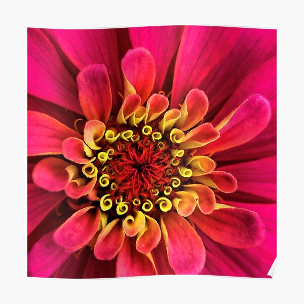 Pink Zinnia Secrets Poster