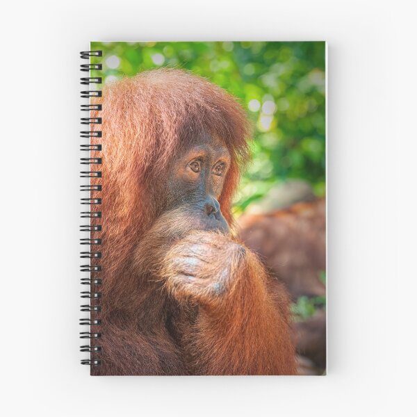 Item preview, Pensive Orangutan designed and sold by photograham.