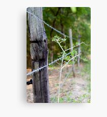 BARBED WIRE Canvas Print