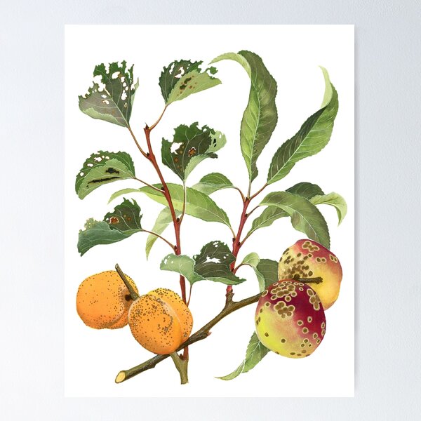 Shot-Hole and Freckle of Stone Fruit - (cut-away) Poster
