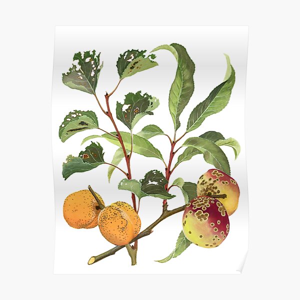 Shot-Hole and Freckle of Stone Fruit - (cut-away) Poster
