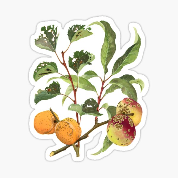 Item preview, Shot-Hole and Freckle of Stone Fruit - (cut-away) designed and sold by BiosecurityColl.