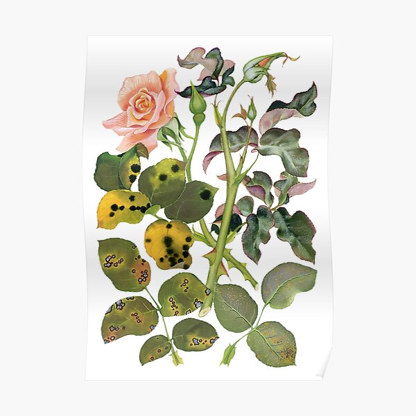 Foliage diseases of roses - (cut-away) Poster