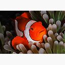 Anemonefish Peering Out At Me Poster By Karenwillshaw Redbubble