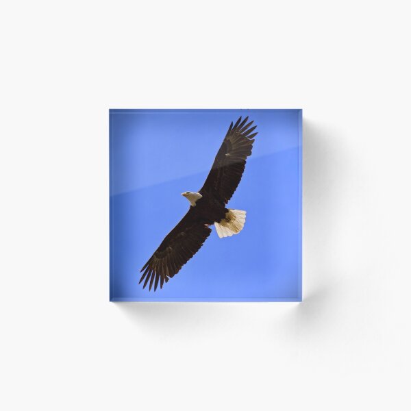 Bald Eagle Acrylic Block