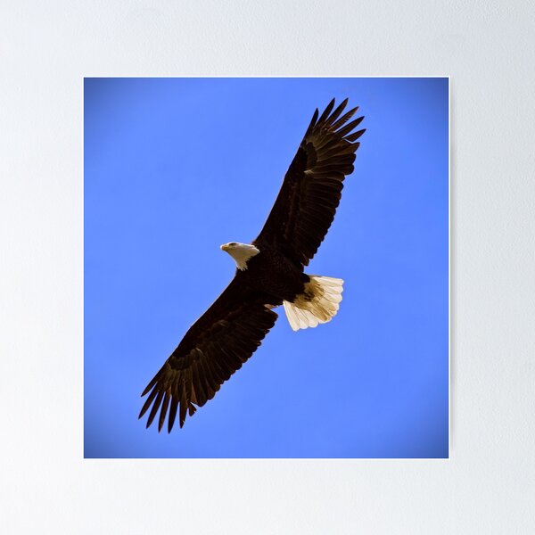 Item preview, Bald Eagle designed and sold by dcwphotos.