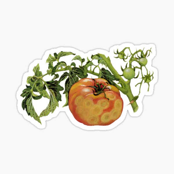 Item preview, Tomato Spotted Wilt Virus - (cut-away) designed and sold by BiosecurityColl.