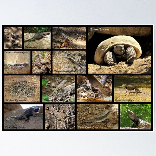 Item preview, Commonly Seen Arizona Reptiles ~ Poster designed and sold by Luck of the Shutter.
