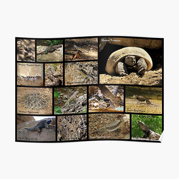 Commonly Seen Arizona Reptiles ~ Poster Poster