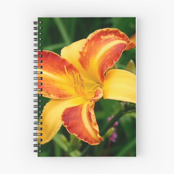 Item preview, Bi-Colour Day Lily designed and sold by AnnDixon.