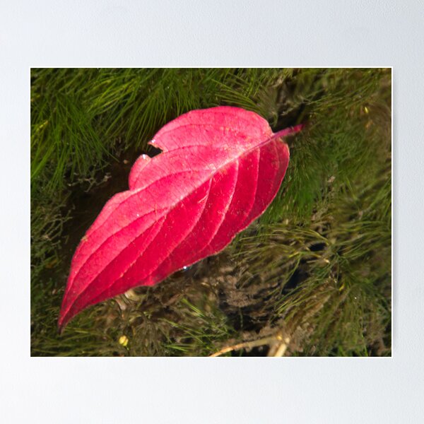 Item preview, Ruby Red Leaf and Mossy Green Moss designed and sold by Mitchell Tillison.