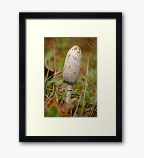 Shaggy Ink Cap Fungus Framed Print