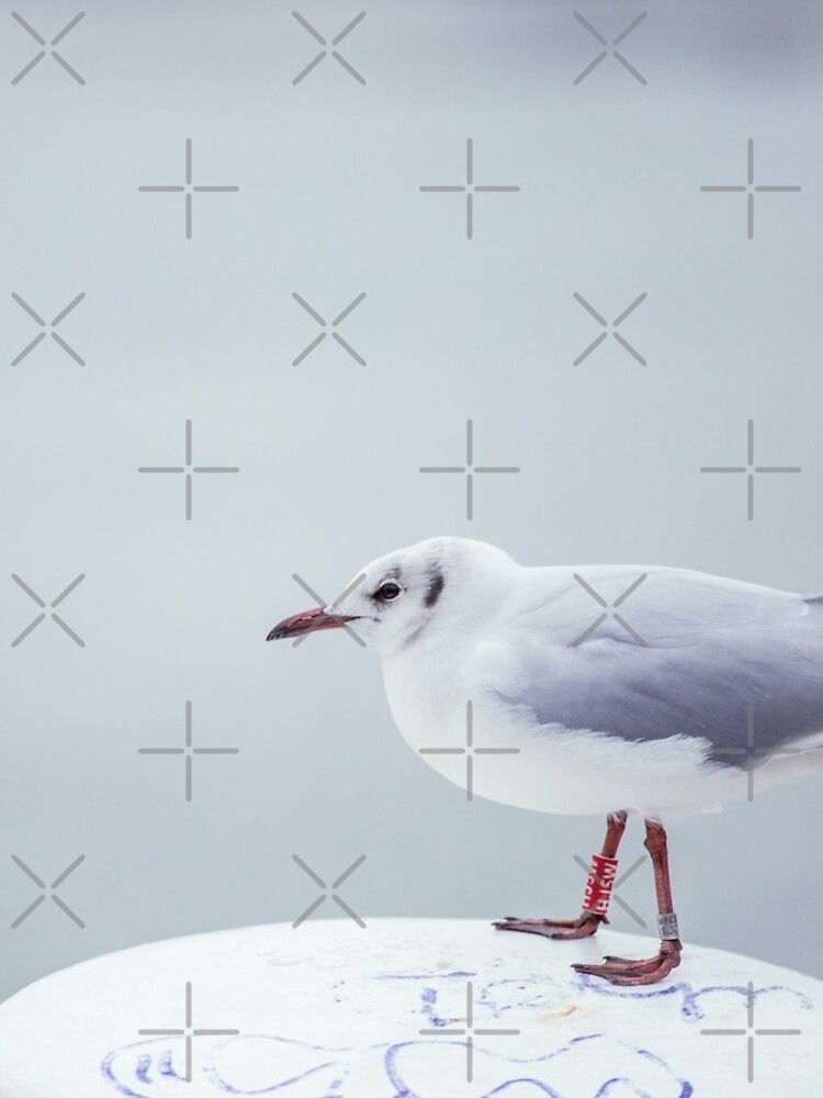 Seagull on bollard by nobelbunt