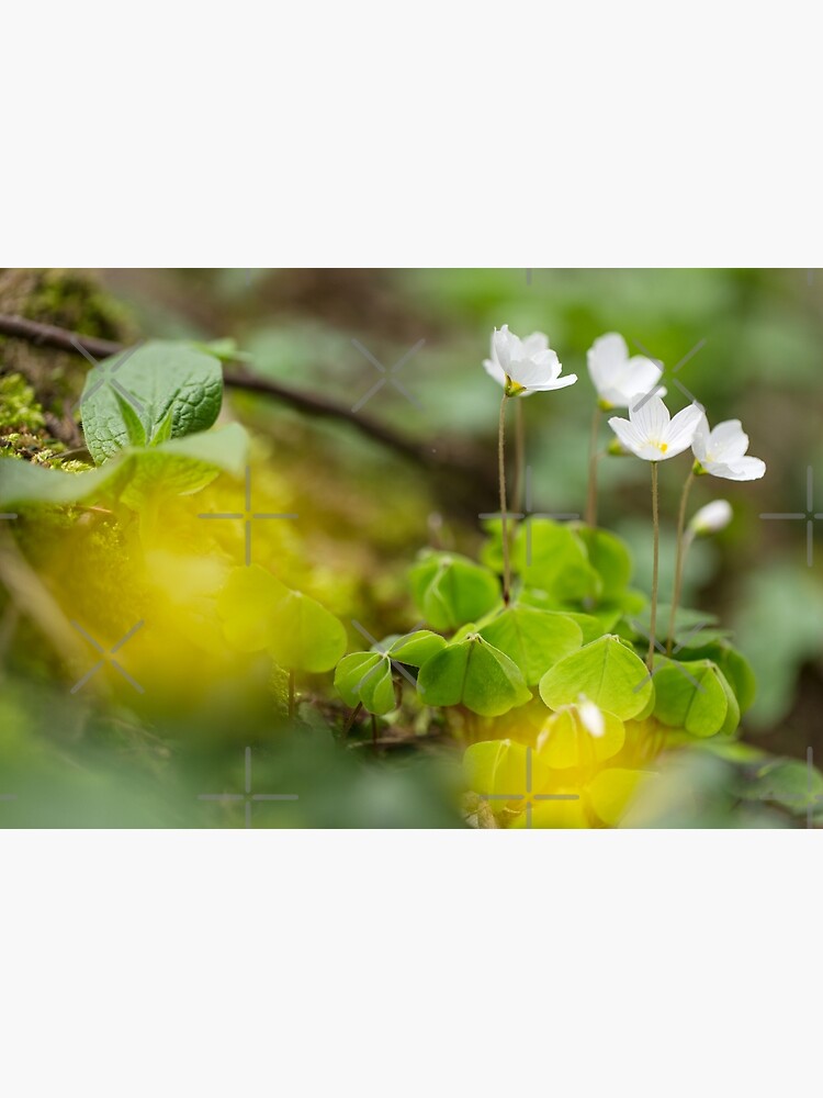 white clover in the forest by nobelbunt