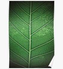 Leaf Poster