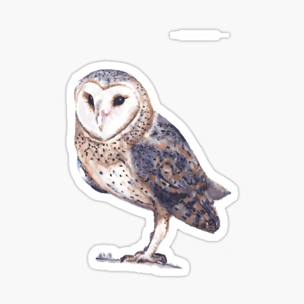 Watercolor Barn Owl – Elegant Wildlife Bird Illustration Sticker