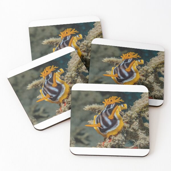 Item preview, Sea slug in the Red Sea Colorful and beautiful, Eilat Israel designed and sold by yeshayad.