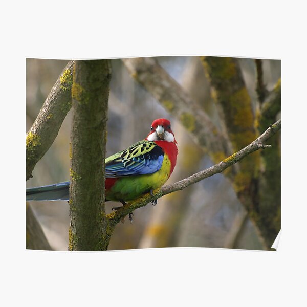 Eastern Rosella Parrot - Australia Poster
