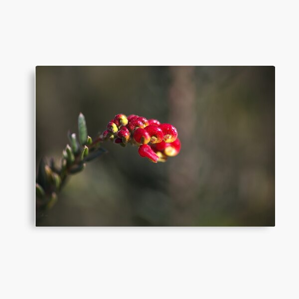 Item preview, Grevillea Small Flower designed and sold by Joy Watson - Natural Light Photography .