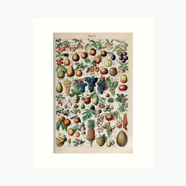 Item preview, Adolphe Millot fruits pour tous designed and sold by wetdryvac.