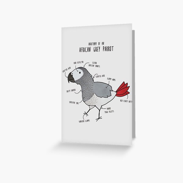 Anatomy of an African Grey Parrot Greeting Card