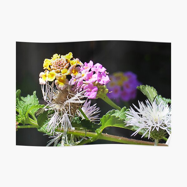 Blooms and black Poster