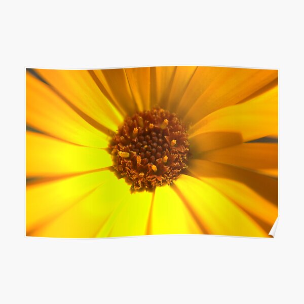 Aster Poster