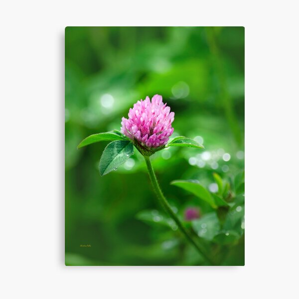 Pink Clover Flower Canvas Print