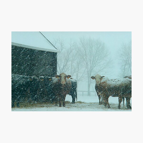 Cows In The Early Morning Snow Photographic Print