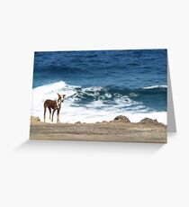Neglected dog, Lanzarote Greeting Card