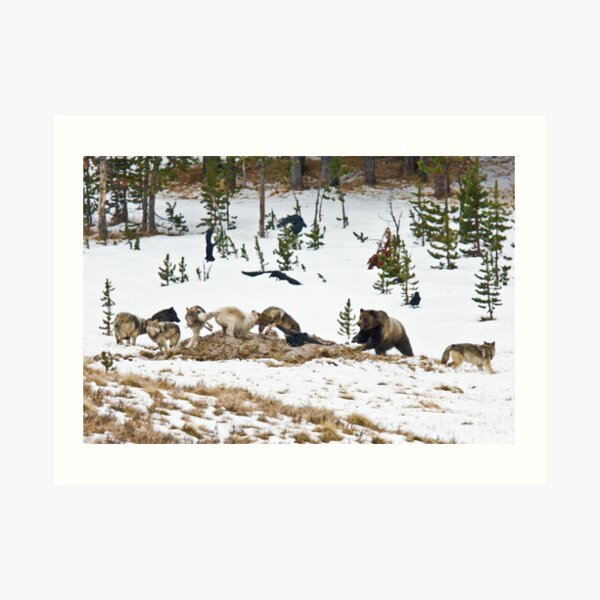 Bear Attack Art Prints | Redbubble