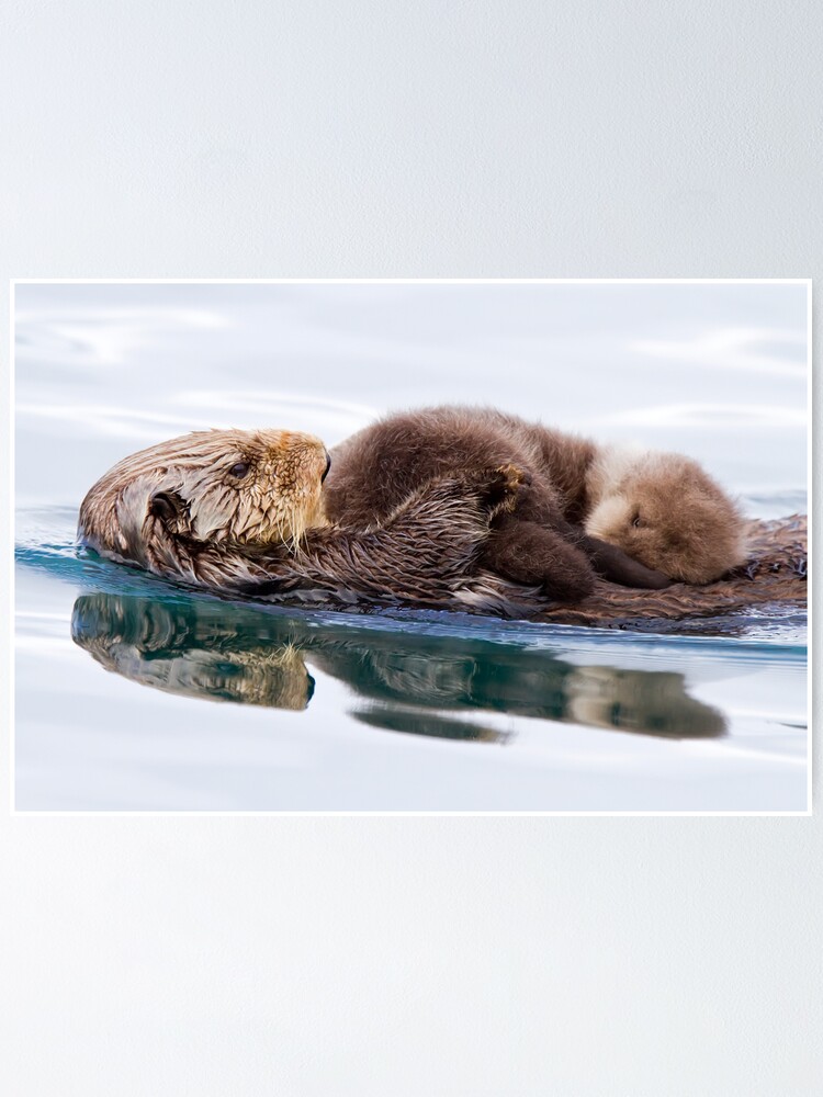 Poster Sud Est De L Alaska Avec Son Nouveau Ne Confortable Par Wildlifeimages Redbubble