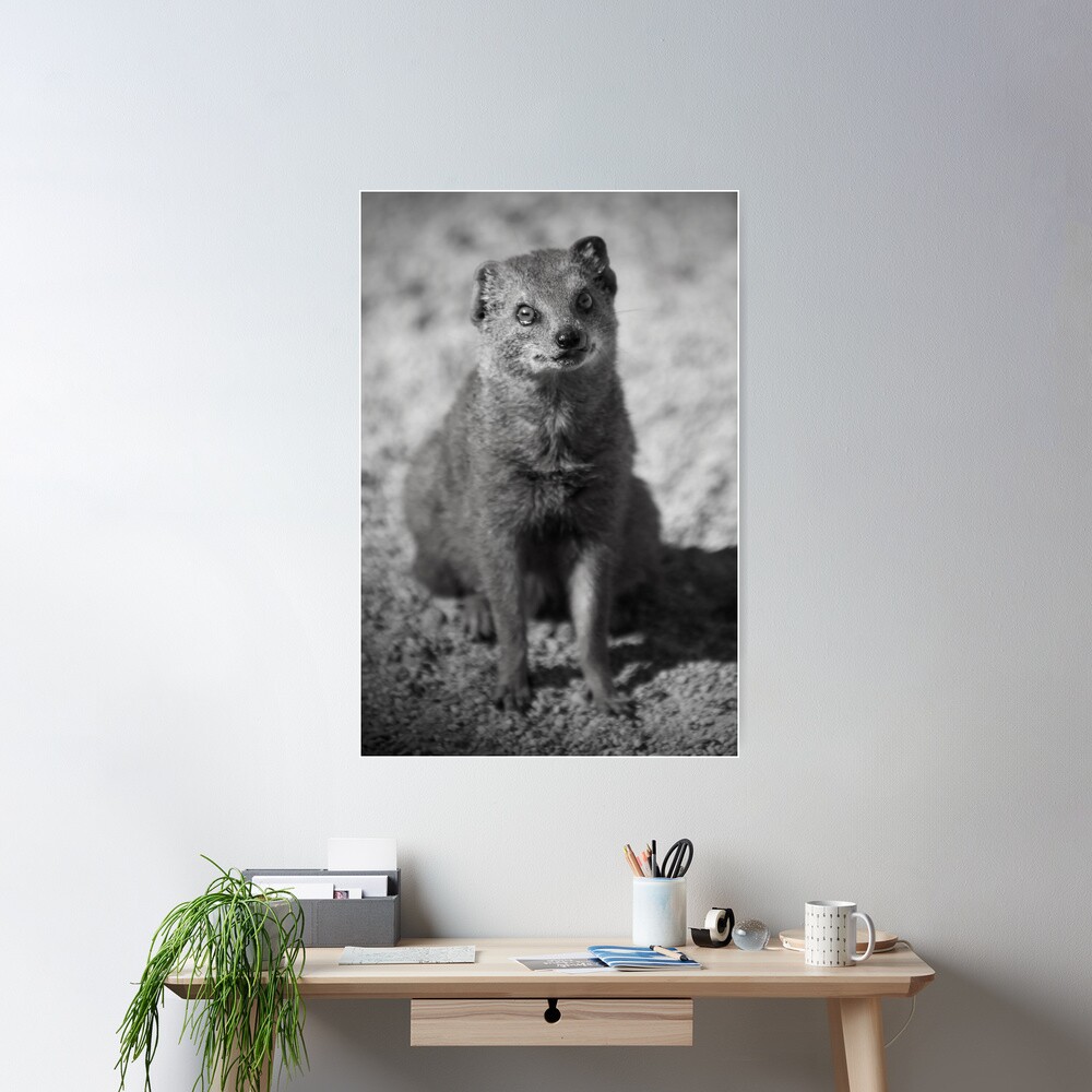Curiosity Poster