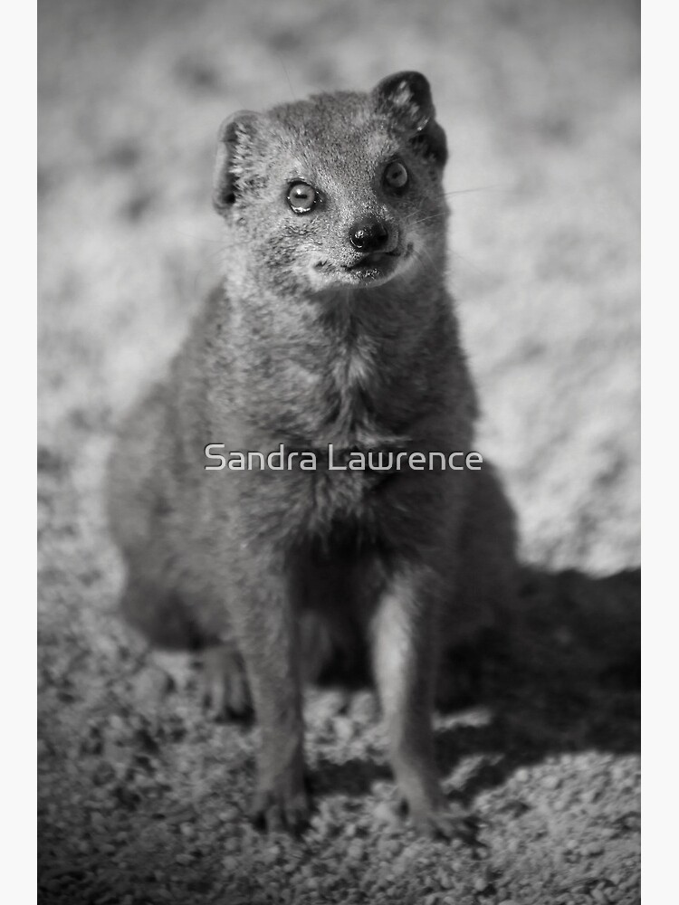Curiosity by sandrafarrow
