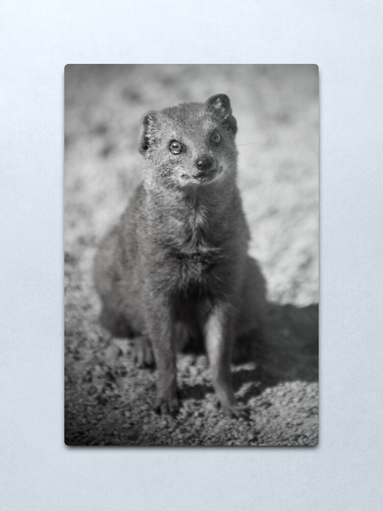 Alternate view of Curiosity Metal Print