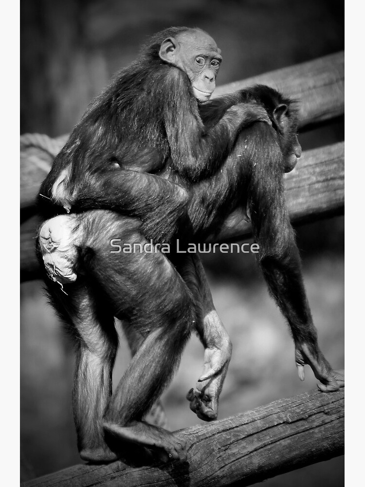 Papped by sandrafarrow