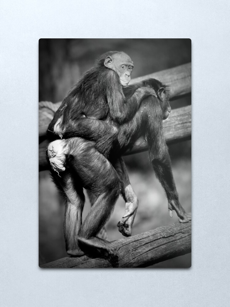 Alternate view of Papped Metal Print