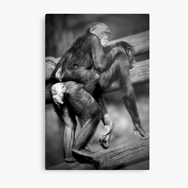 Papped Metal Print