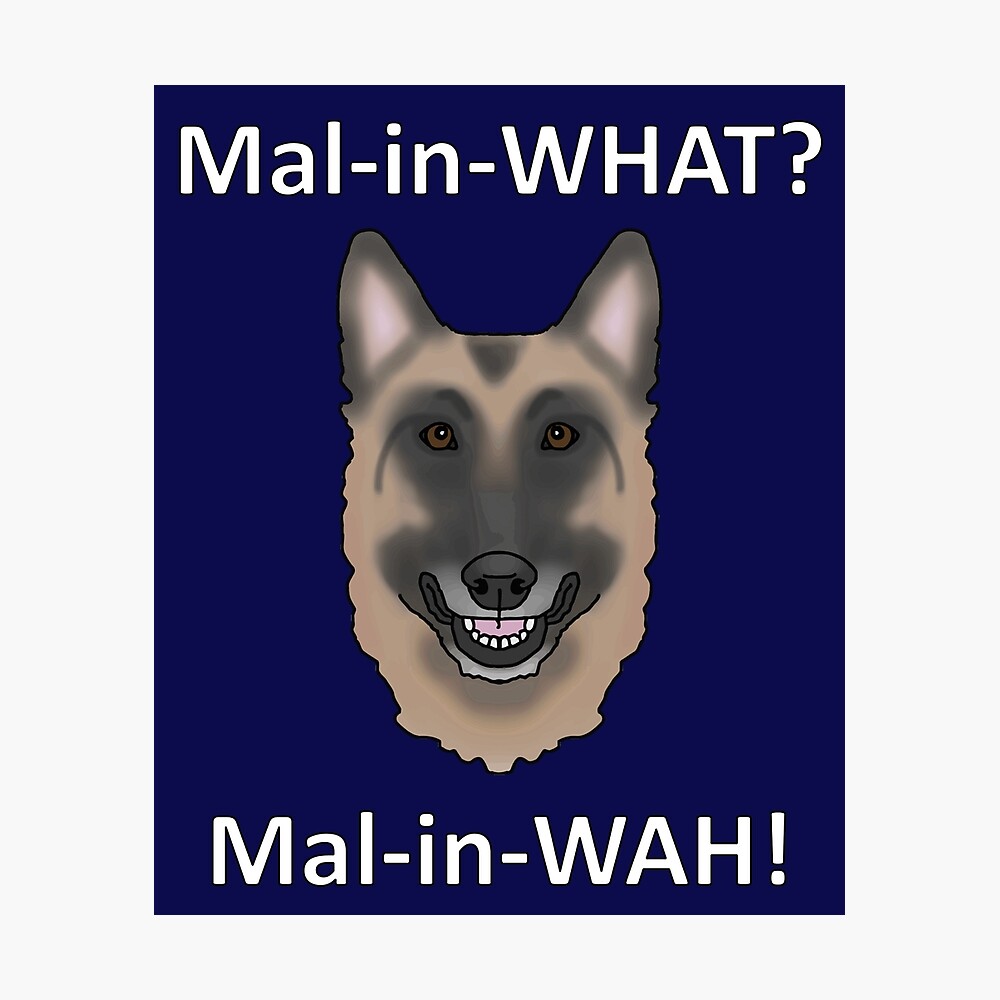 How To Pronounce Malinois Poster By Childofthecorn Redbubble