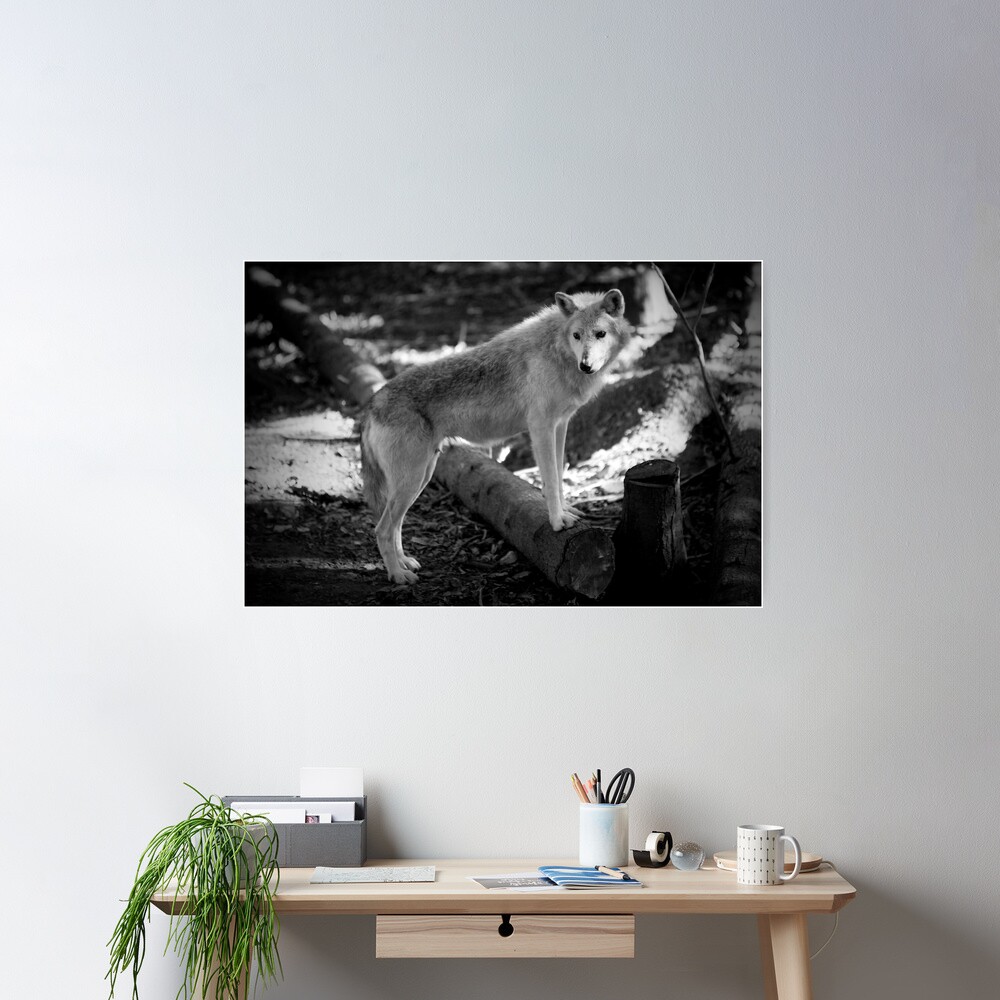 Lost Wolf Poster