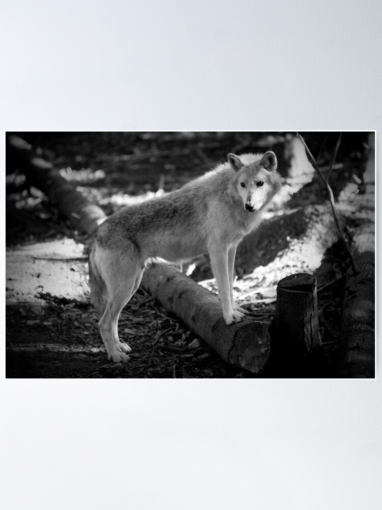 Alternate view of Lost Wolf Poster