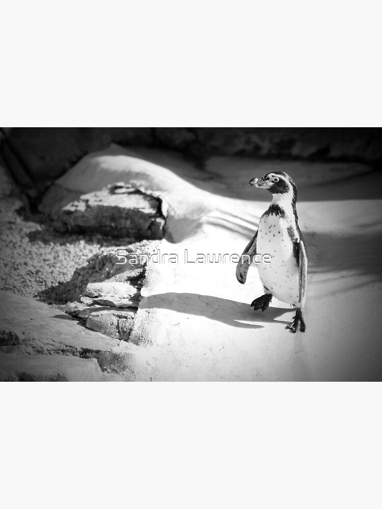 Lonely Penguin by sandrafarrow
