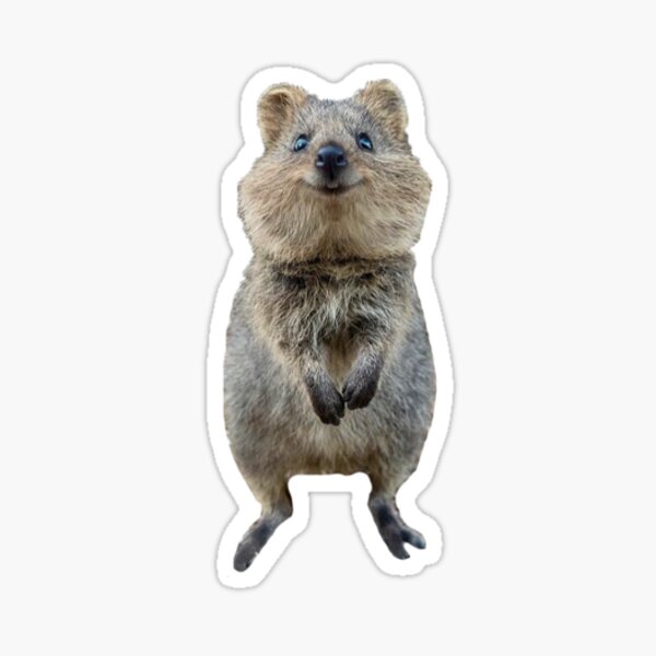quokka heureux Sticker