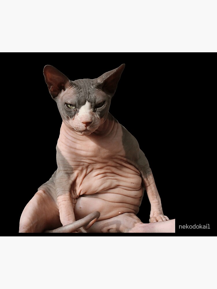 Giant hairless cat by nekodokai1